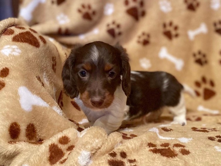 Fleece Paw Print Blanket