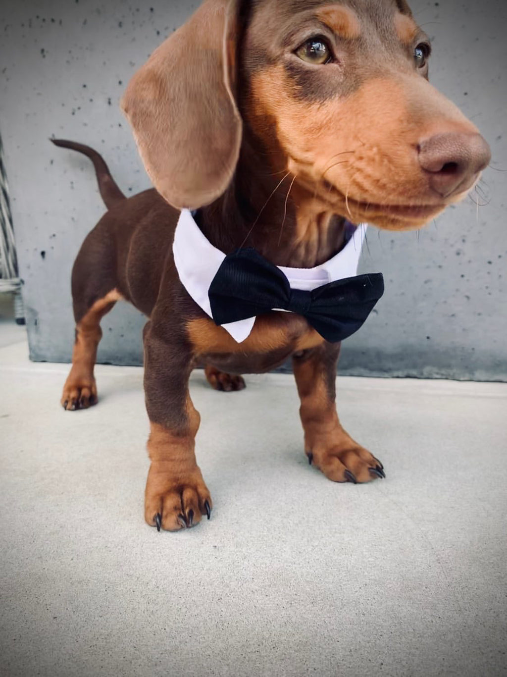 Little Gentleman Bow Tie