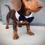 Little Gentleman Bow Tie