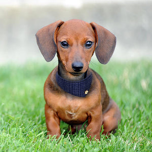 Premium Leather Collar with Bandana